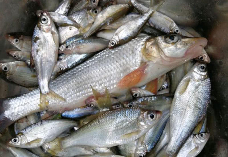 原创长江里渐渐消失的鱼种其中有一种尖头厚唇的鱼叫尖头棒