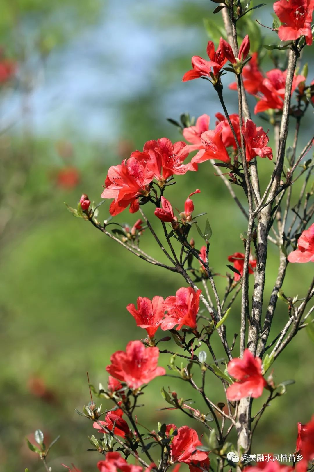 转发百里杜鹃百里香苗山垄上乡愁浓杆洞乡花孖村举办第二届农耕文化节