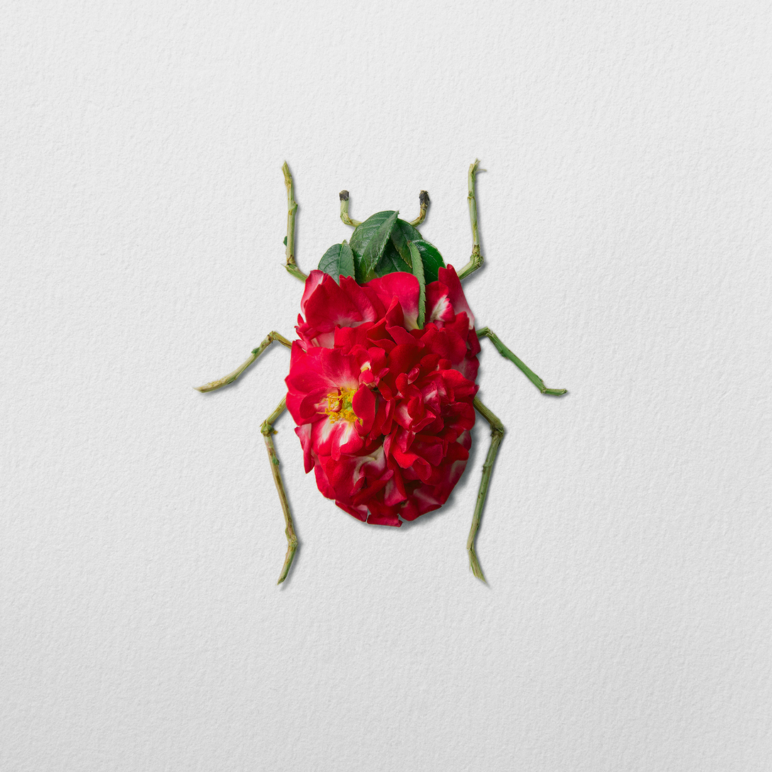 创意设计创意昆虫爬爬