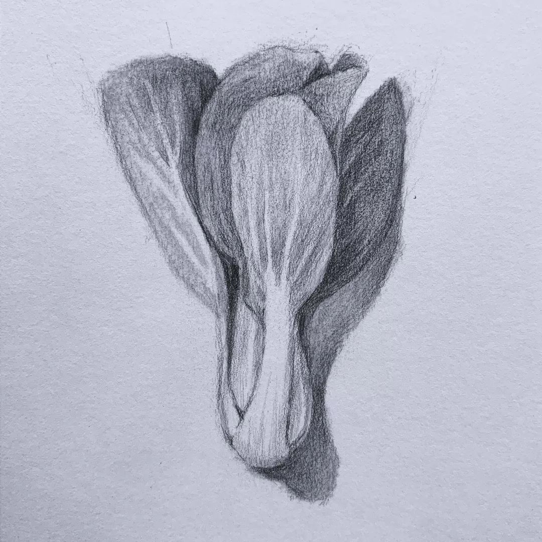 日绘社丨素描蔬菜