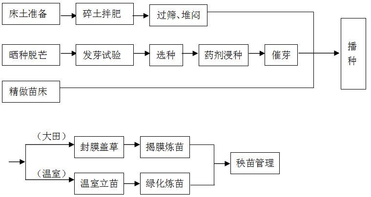 水稻育苗流程图片