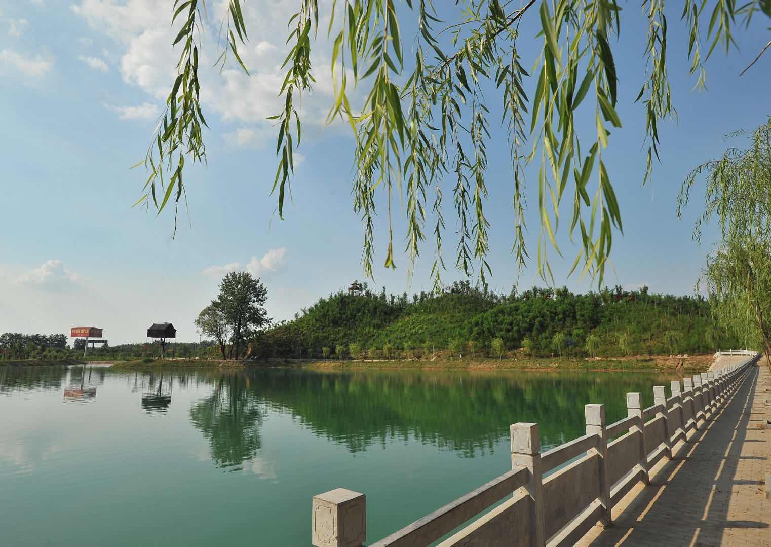 沈丘槐文化七年:槐花香(三)