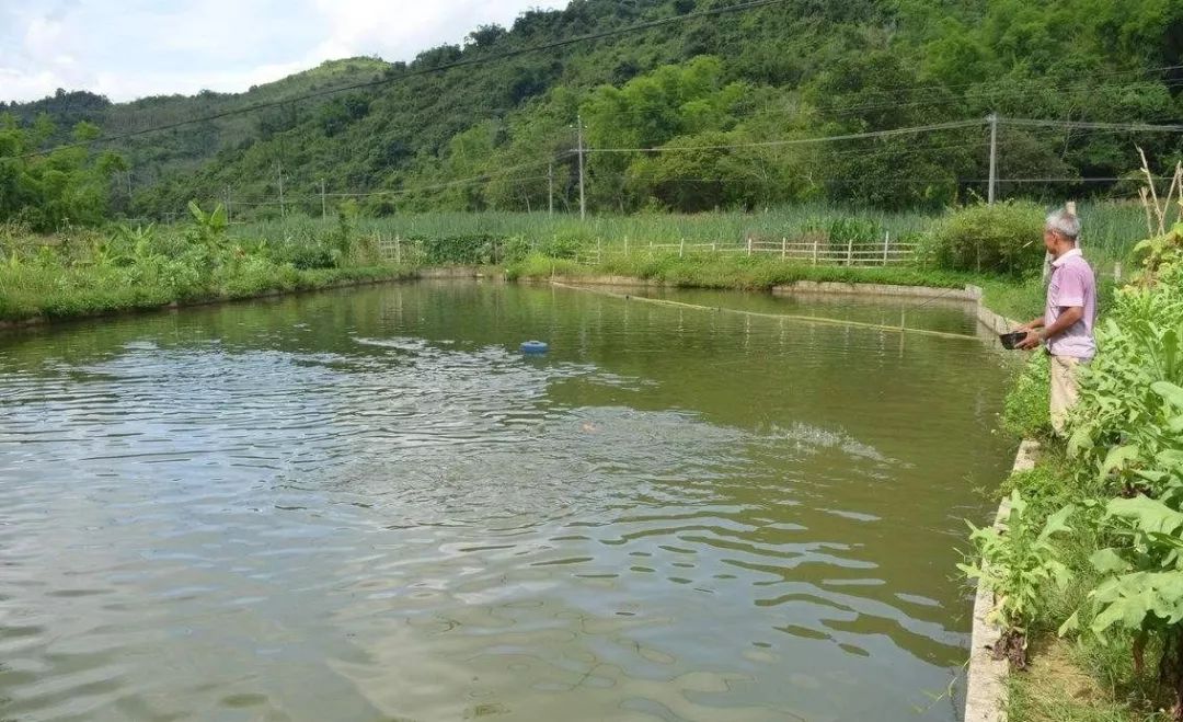成鱼塘套养鱼种苗应注意的六个要点