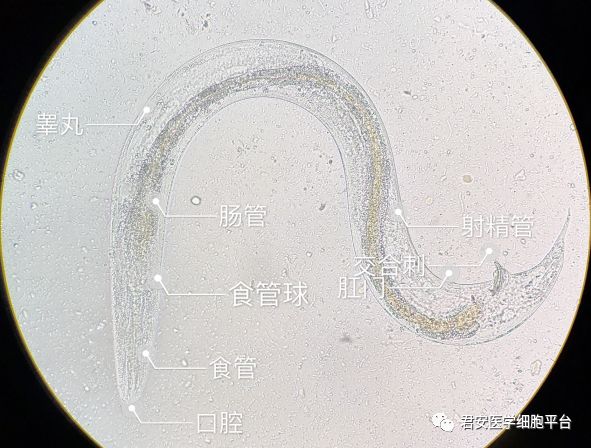 粪类圆线虫终宿主图片