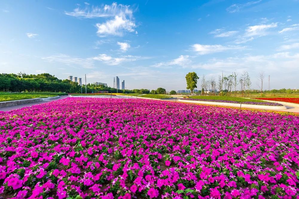 夏花灿烂|左岸花海
