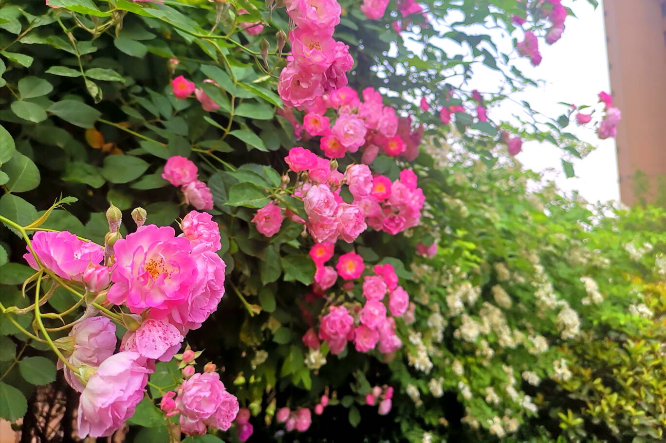 西安蔷薇花儿静悄悄地开