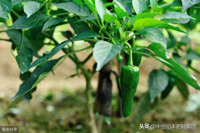 辣椒落花落果 可能是吊蔓不当