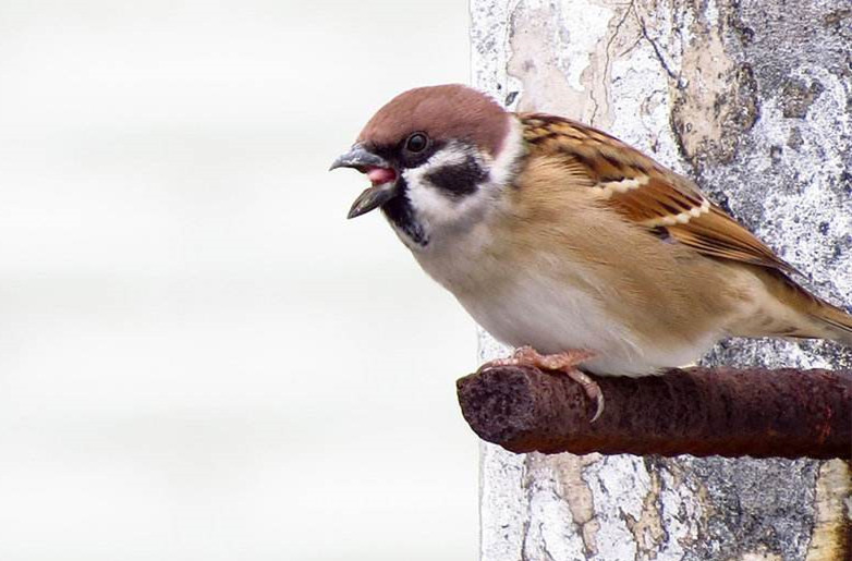 原创宁做蚂蚁腿不学麻雀嘴老祖宗的智慧不会过时