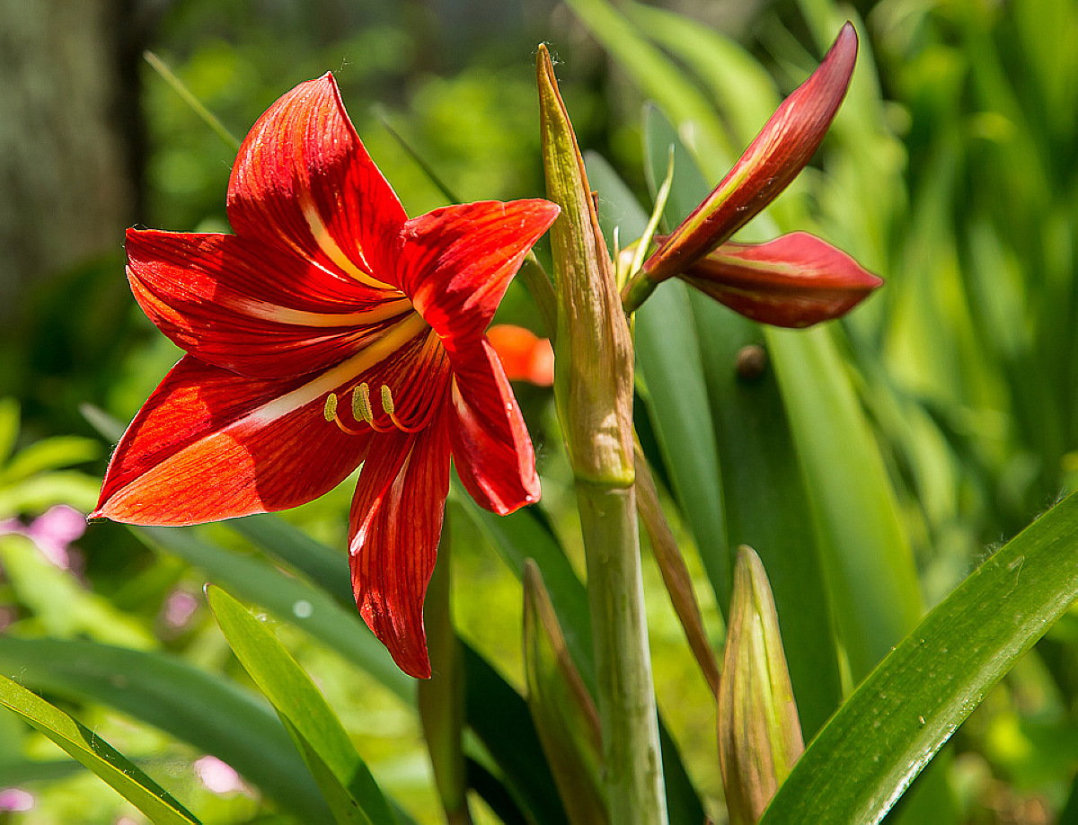 看看有没有你喜欢的,6种在春天好看又好种的花