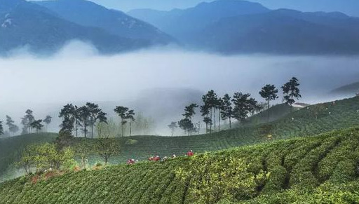 梦里茶乡—醉美文新茶村