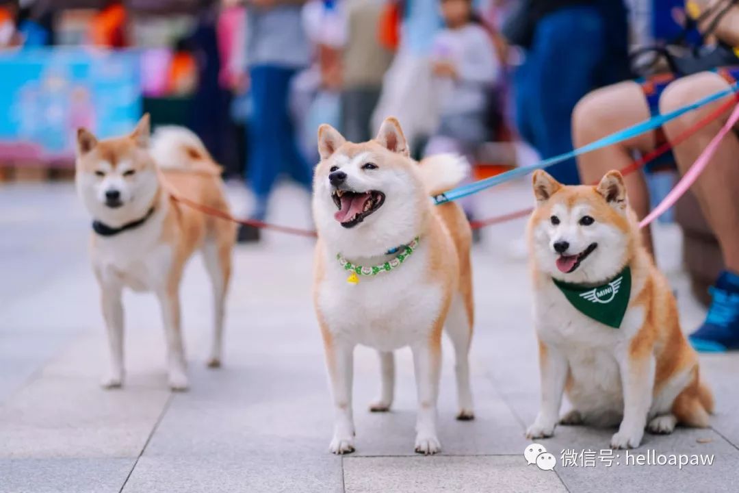 牵着狗子,朝生活卖萌!爪界狂欢节完美落幕!