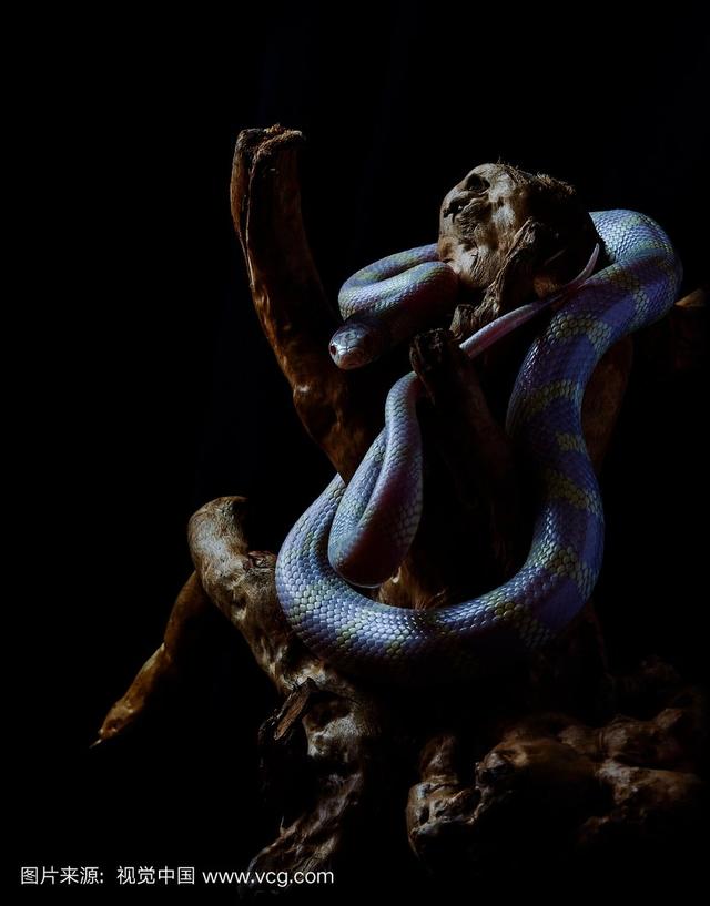 美洲羽蛇神图片