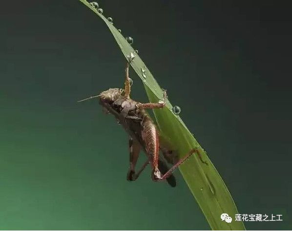 立夏之初侯蝼蝈鸣