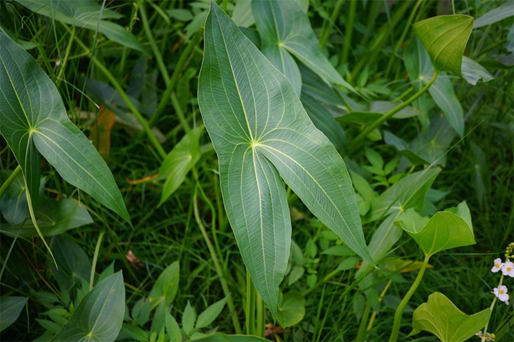 農村稻田裡一大害草,根似芋頭,營養比菠菜還高,見到記得挖回家_慈姑