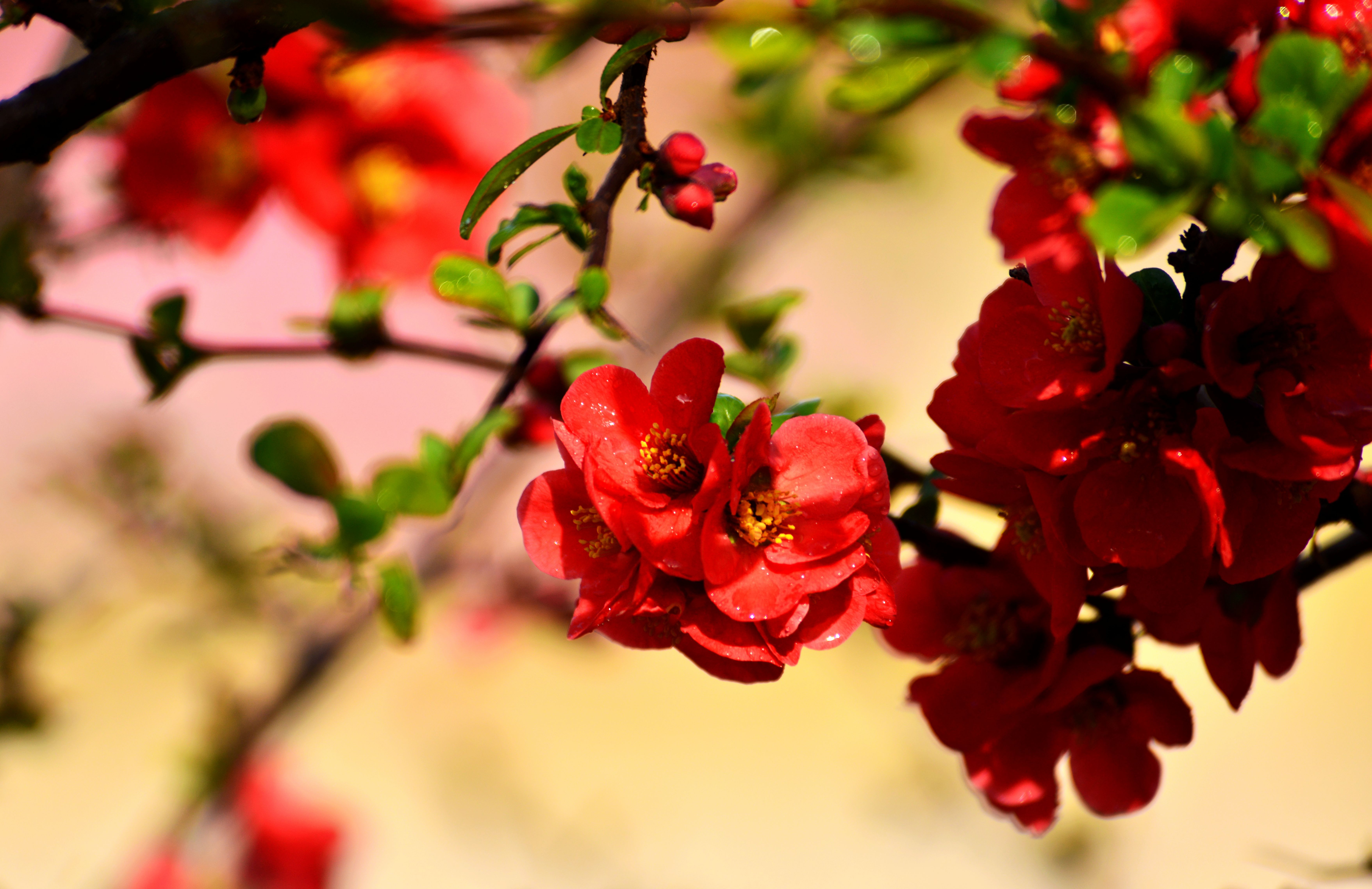 春节春花图片大全图片