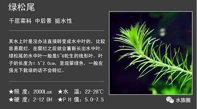 水草品种资料我们给您找了草缸49种常用水草