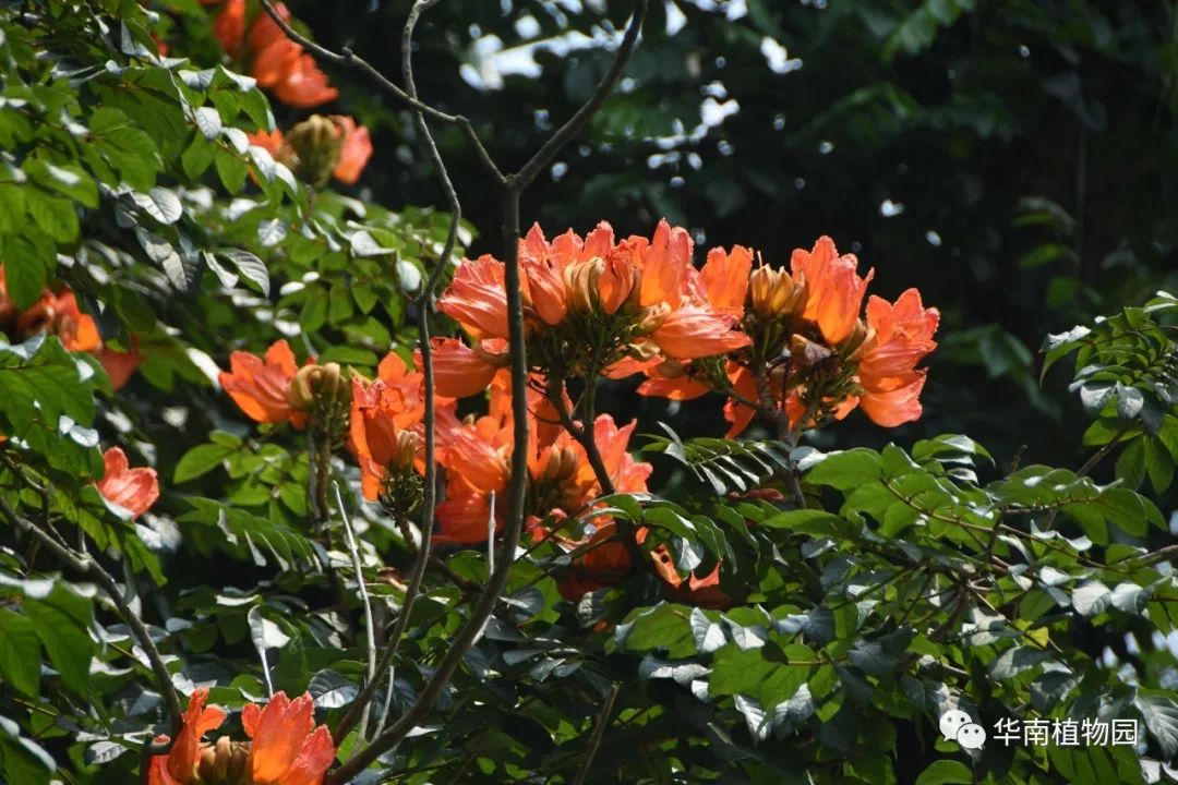 五月至,夏花开_银珠