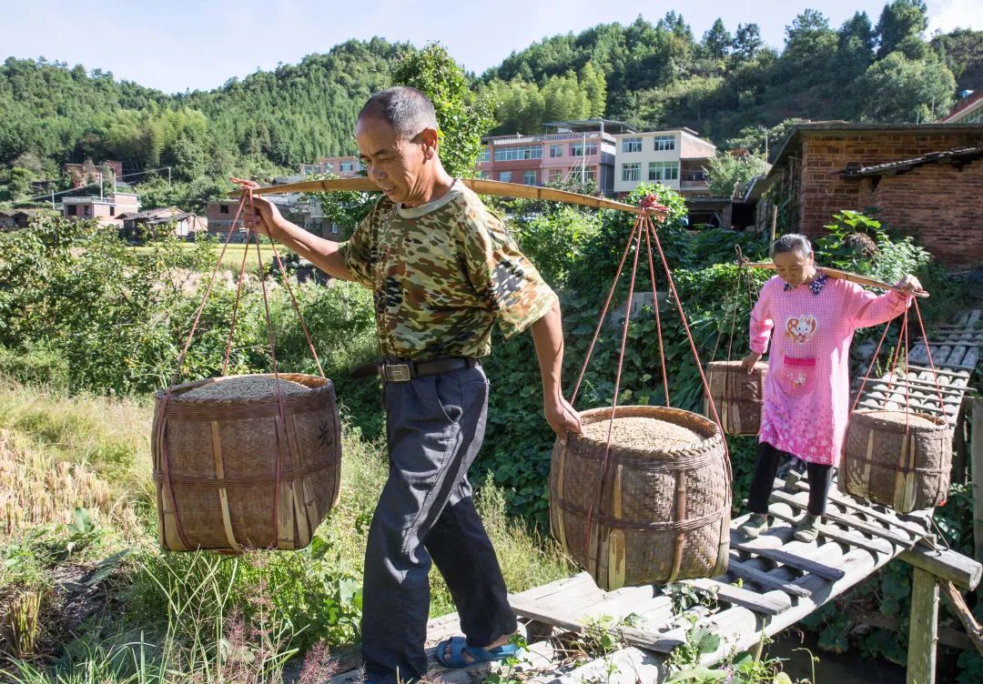 客家传统农耕:人工割禾·打谷·晒谷当然这些都离不开政府的扶贫政策