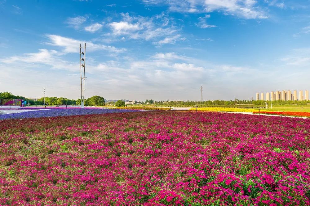 夏花灿烂左岸花海