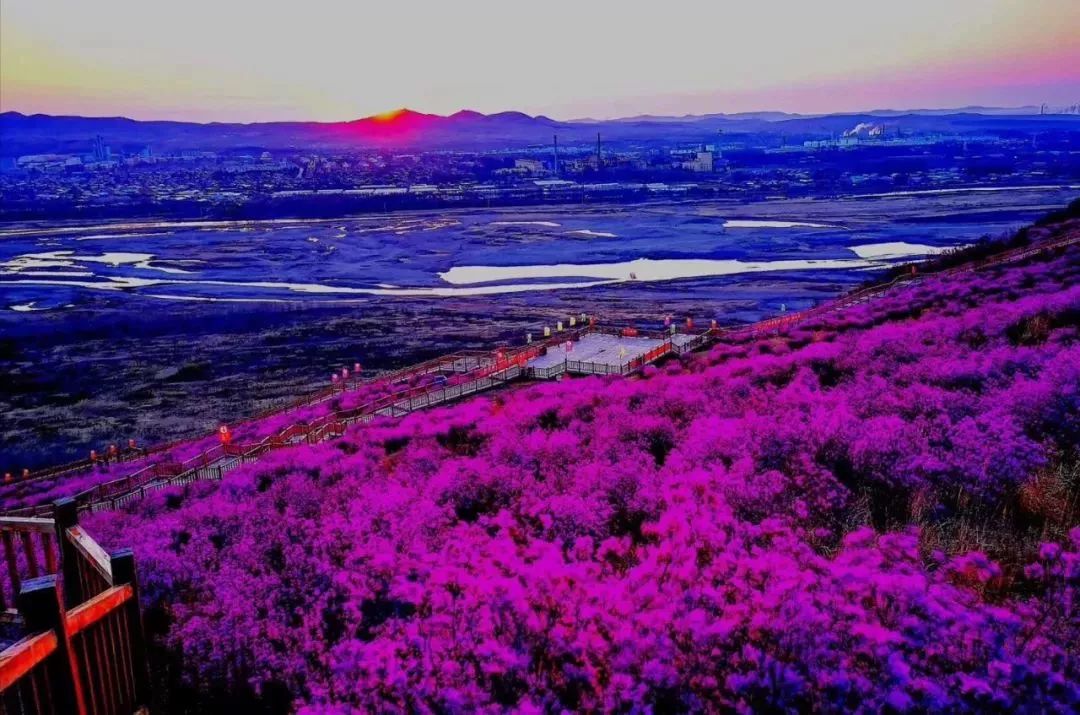 扎兰屯杜鹃花海美图集锦随便一张都可以做桌面