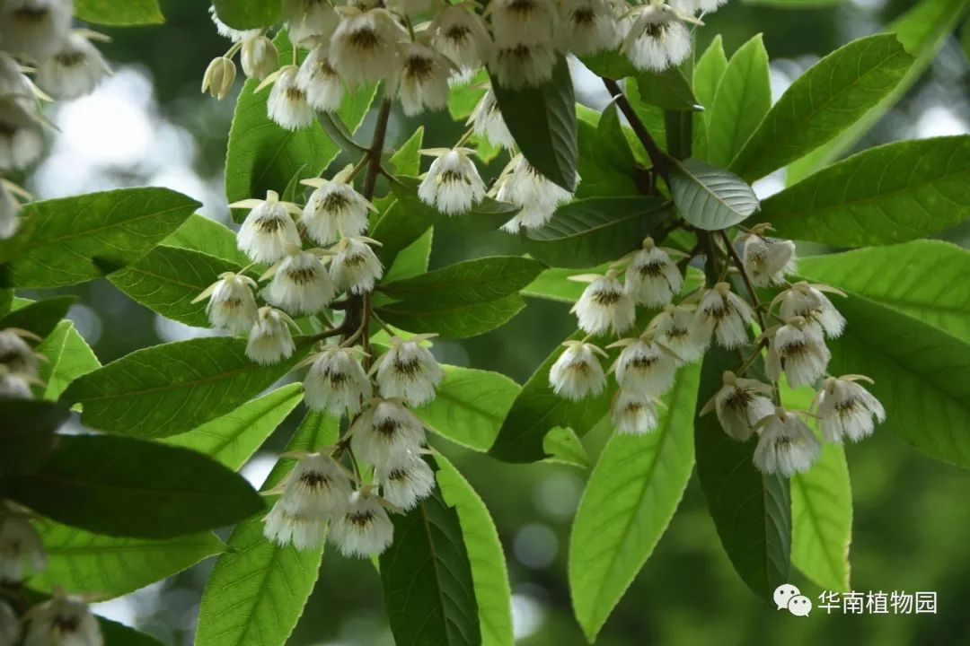 五月至,夏花开_银珠