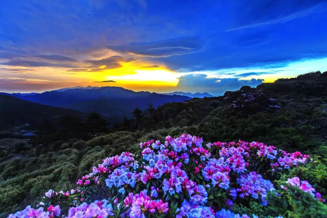绮丽花海期间限定!高山杜鹃绝美盛开