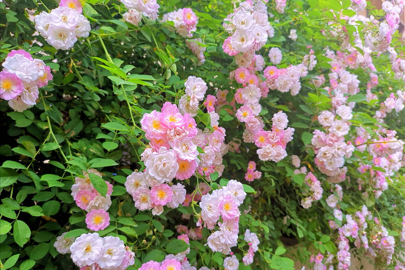 西安蔷薇花儿静悄悄地开