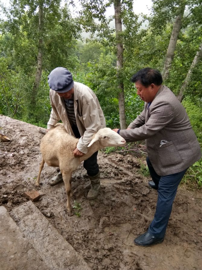 兽医之声老兽医王爱社奉献是一种幸福