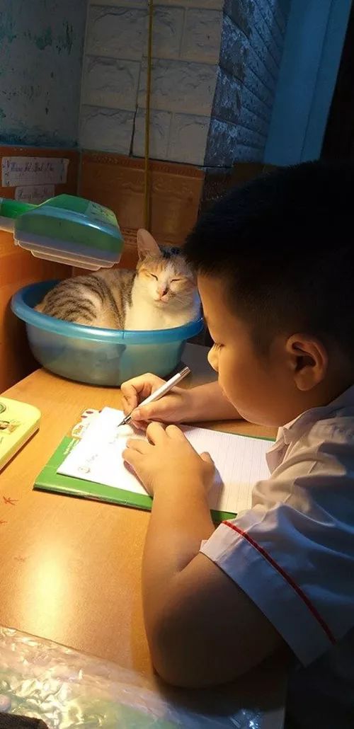 小孩写作业经常被猫捣乱怎么办?网友用了这方法后,效果很好!