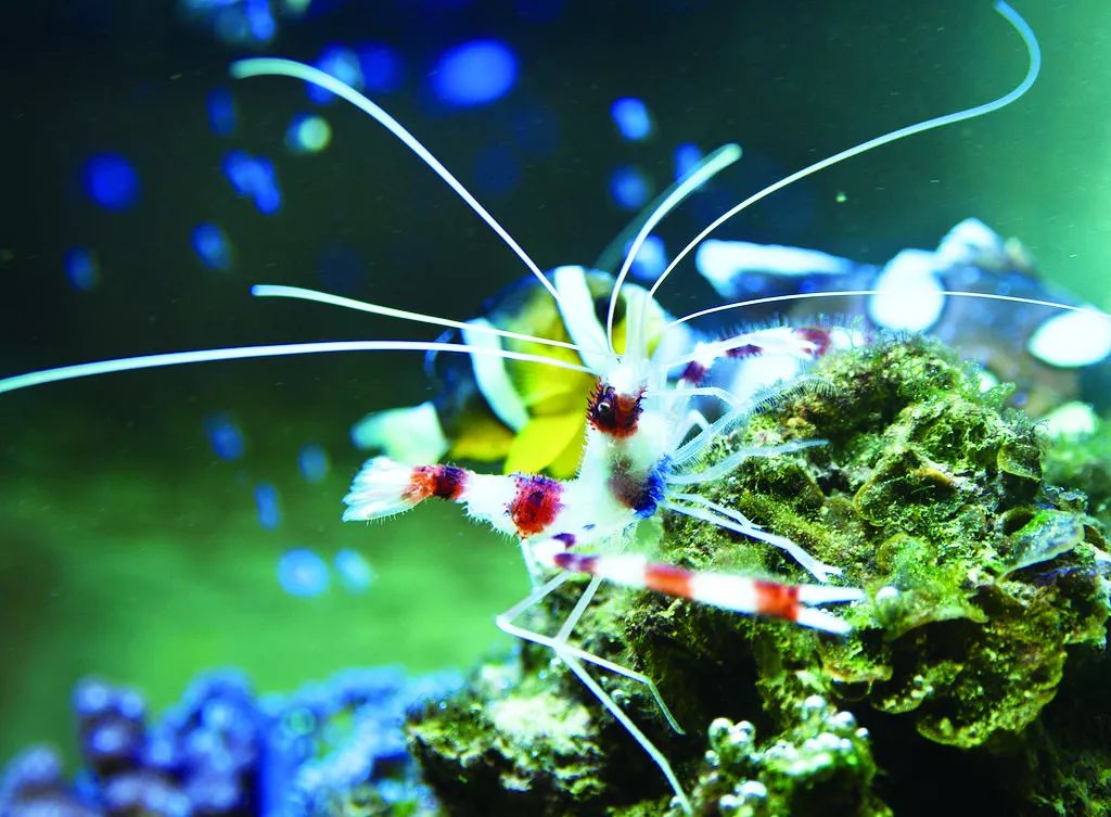 水中维纳斯观赏虾