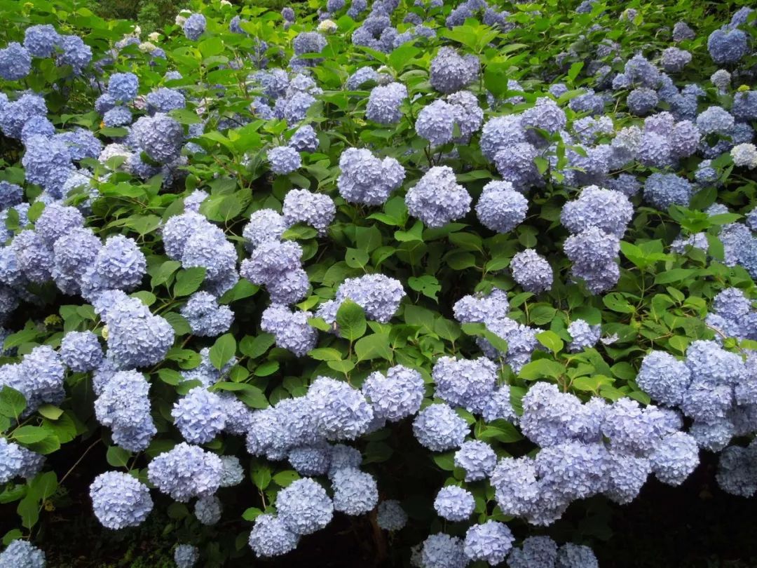 5月绣球开,这是初夏最不容错过的粉蓝花海