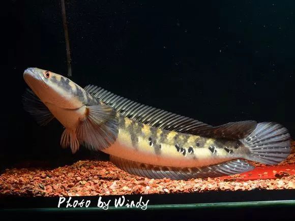 鱼友实拍自己养过的4种黑魔神雷龙鱼优雅而霸气