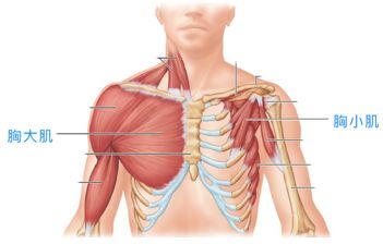 胸小肌收缩图片