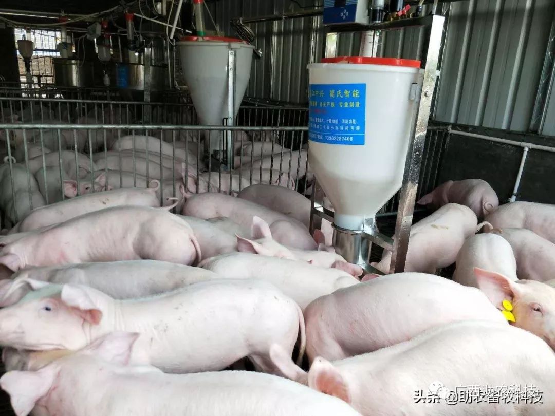 5,每头猪可能多赚150元以上,比你想象中更好的新型饲料液态饲喂系统