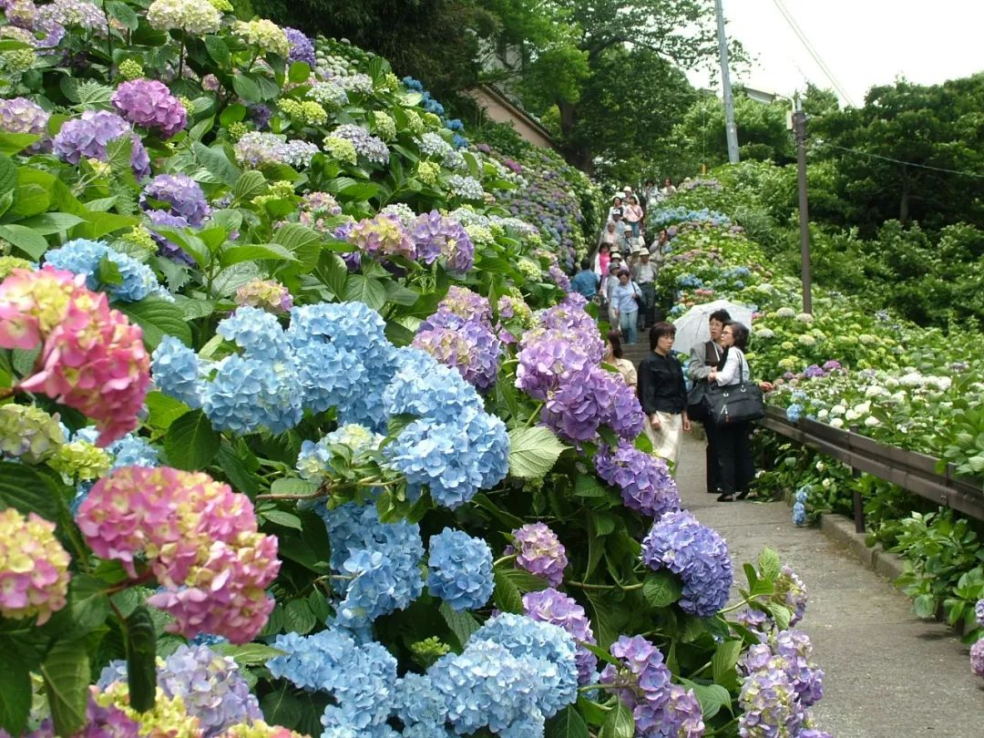 5月绣球开,这是初夏最不容错过的粉蓝花海