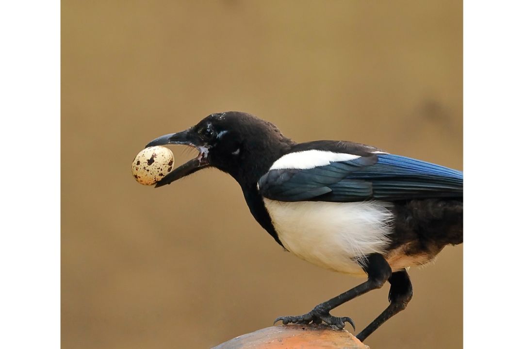 白腰文鳥真的能攜蛋轉移嗎