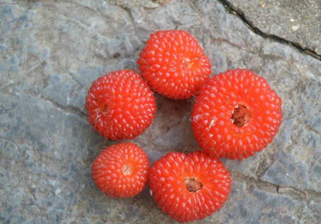 五一最火的果子覆盆子蓬蘽leior树莓你摘的到底是啥