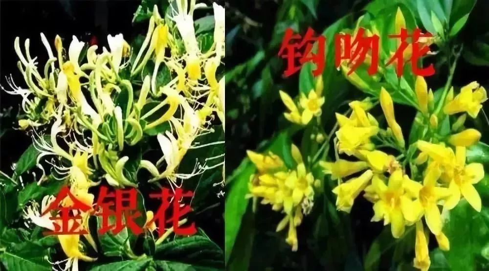 这种草不是金银花,吃了真的让人肝肠寸断!