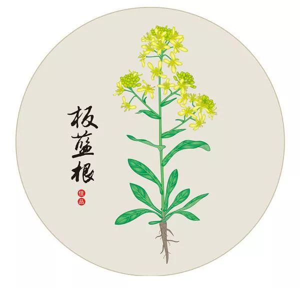 实力派感冒药板蓝根也许并不适合你