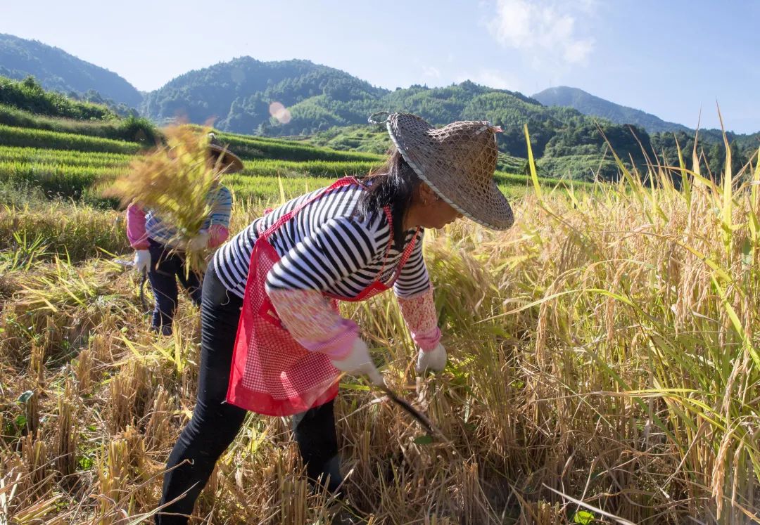 客家传统农耕:人工割禾·打谷·晒谷当然这些都离不开政府的扶贫政策