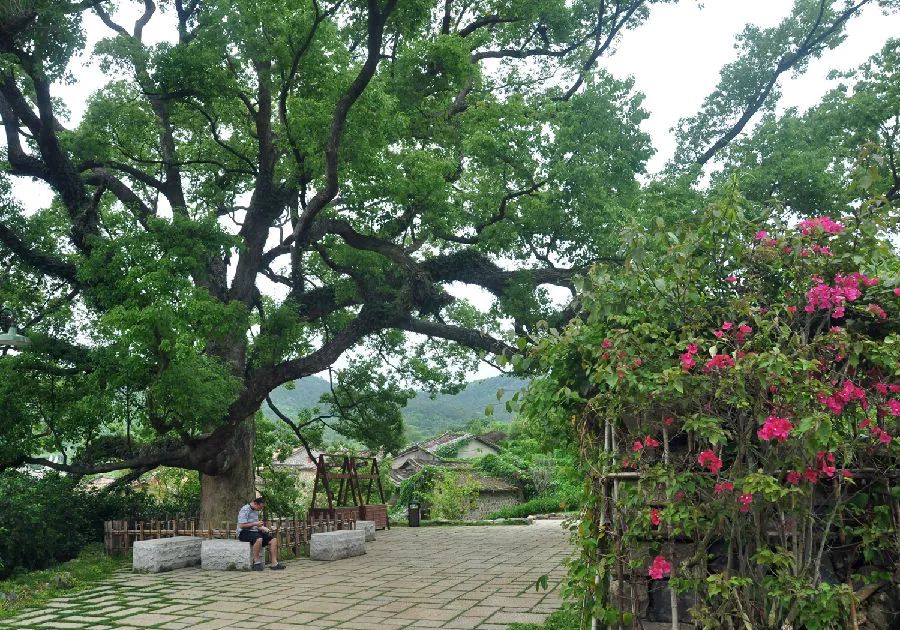 翔安大帽山丨勃发生机,气韵如虹