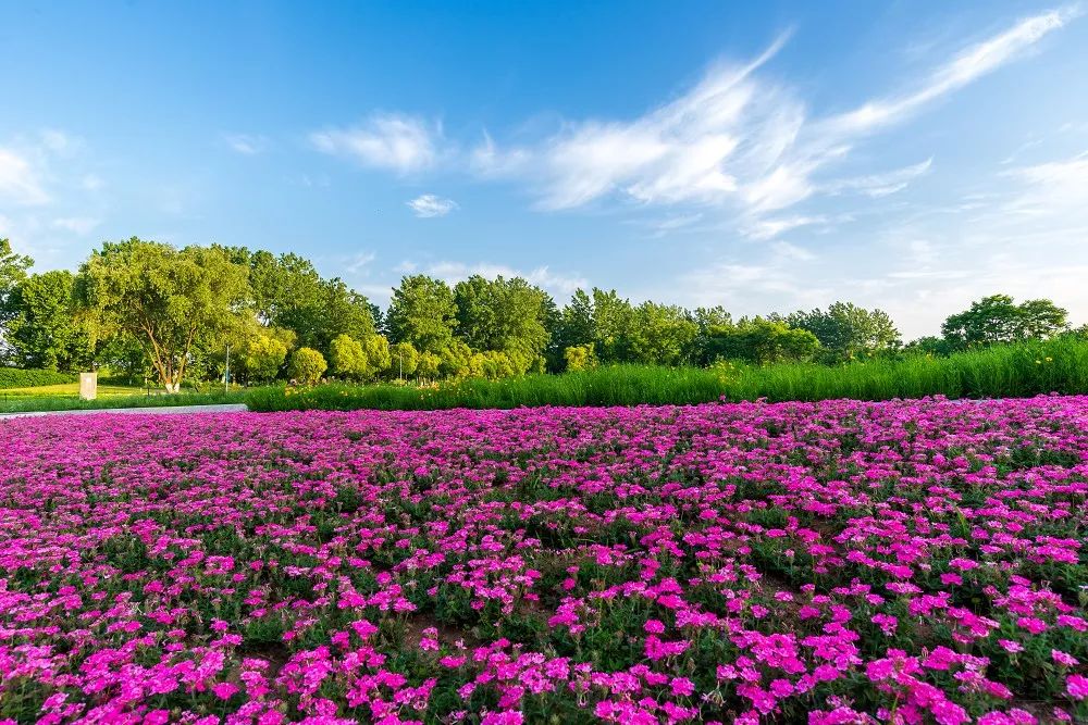蓝天白云清彻通透,左岸花海也只有在这样的天气下才会显得漂亮,都是贴