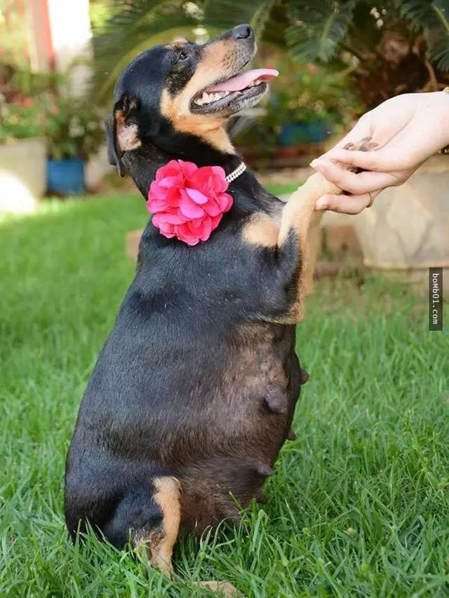 74你从未见过的100张动物孕照!看完脸都红了!