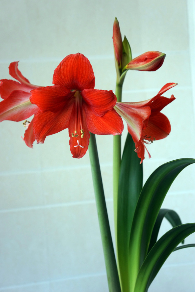 看看有没有你喜欢的,6种在春天好看又好种的花