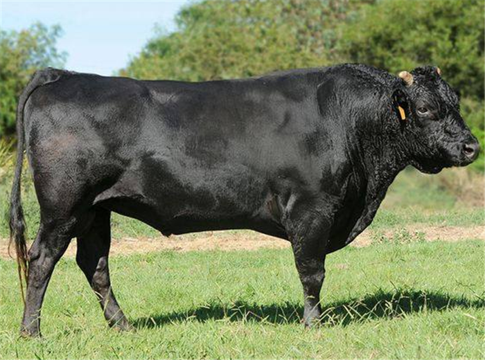 你相信神户牛排和上等牛排,味道有明显不同吗?听听老外的吐槽_日本