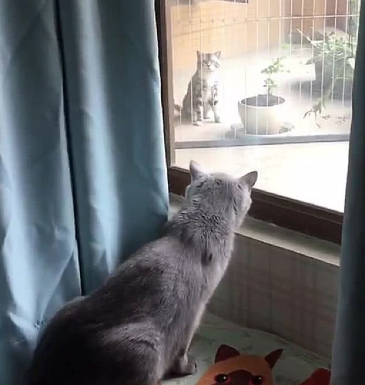 猫咪天天趴在窗户往外看,主人觉得奇怪,探头看去秒懂小心思!