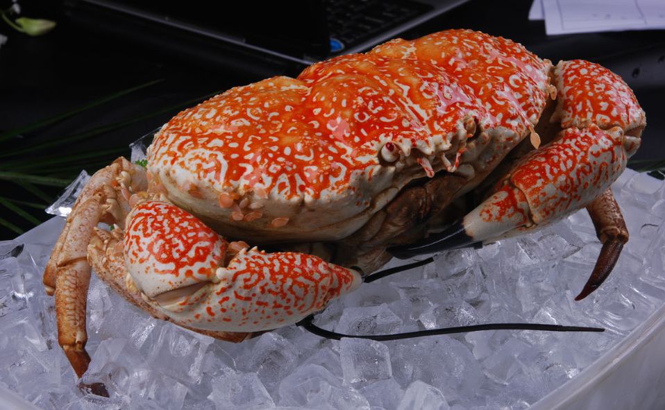 螃蟹经常吃你知道怎么区分大闸蟹毛蟹梭子蟹河蟹帝王蟹等等螃蟹吗