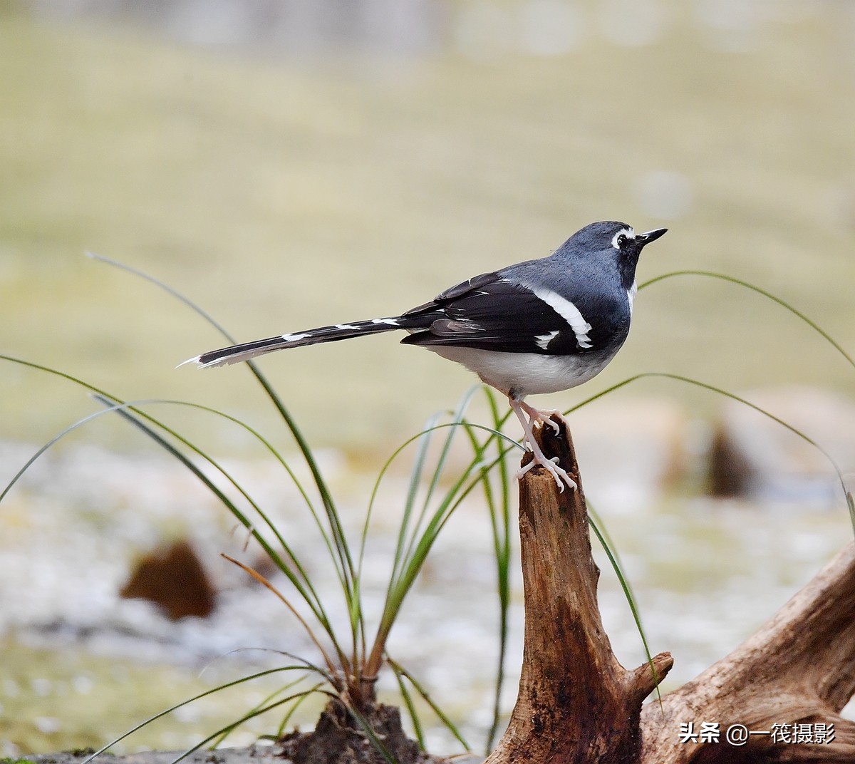 灰背燕尾之盆景