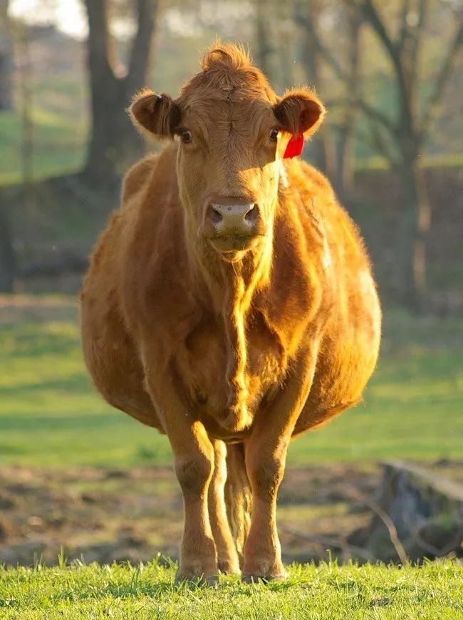 74你从未见过的100张动物孕照!看完脸都红了!