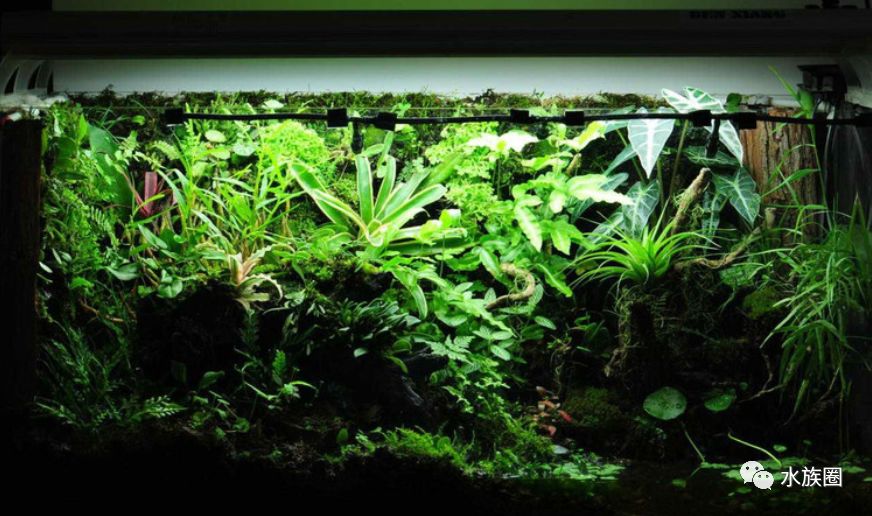 水草品种资料我们给您找了草缸49种常用水草